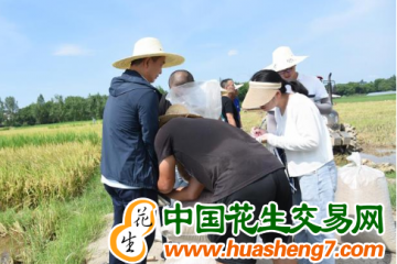 江西省：水稻早熟優(yōu)質(zhì)品種培育取得新突破 ()