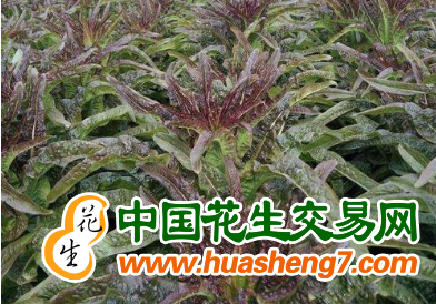 圖片2