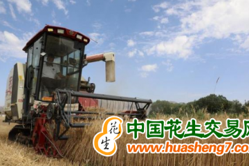青海：1.33萬余公頃冬小麥喜獲豐收 ()