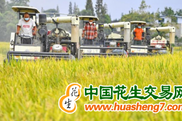 重慶：水稻陸續進入收割期 ()