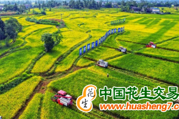 重慶：980萬畝水稻陸續(xù)開鐮 ()