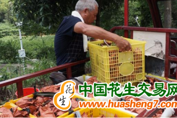江蘇鹽城：“五個突出”夯實水稻豐產基礎 ()