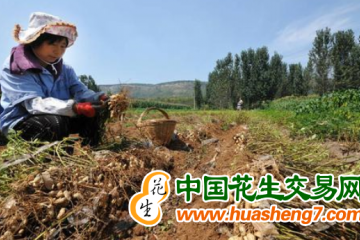 新疆輪臺縣：千畝花生種植基地喜獲豐收 ()