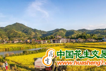 重慶980萬畝水稻陸續開鐮 本月底完成大部分收割 ()