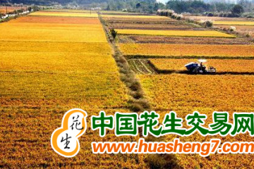 安徽：秋糧長勢良好 ()