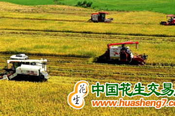 湖北早稻再獲豐收 ()