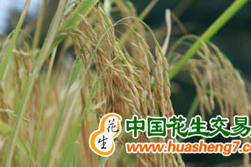 湖南芷江：“玉腰”稻穗香，開鐮慶豐收 ()