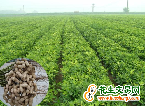 河北：花生新品種推介觀摩會舉行 ()