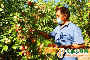 天津濱海新區(qū)：梨滿桃紅迎豐收 ()