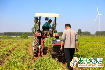 河南清豐：花生喜豐收 農(nóng)民樂增收 ()