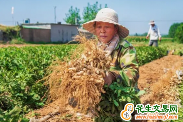 威海：花生單產(chǎn)刷新歷史最高紀錄 ()