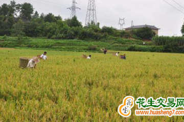 四川：再生稻產(chǎn)量預計達75.4萬噸 ()