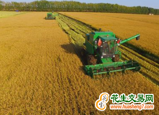 遼寧盤錦：“糧田”變“良田” 增產(chǎn)又增收 ()