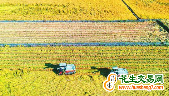 吉林省梨樹(shù)縣：糧食豐收已成定局 ()