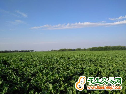 新疆：刷新全國(guó)甜菜高產(chǎn)紀(jì)錄 ()