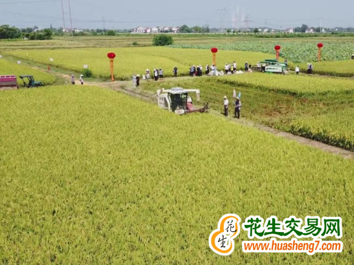 湖南隆回縣：再生稻示范高產(chǎn)紀(jì)錄刷新 ()