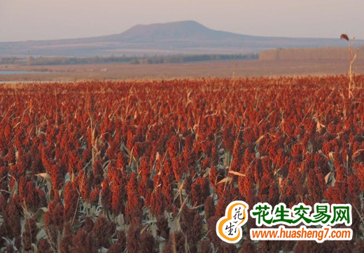 吉林省乾安縣：高粱紅了收滿倉(cāng) 奏響農(nóng)民豐收章 ()