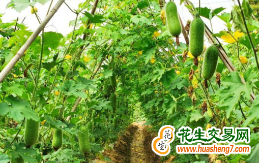 廣西玉林：“致富瓜”助力農(nóng)戶增收 ()