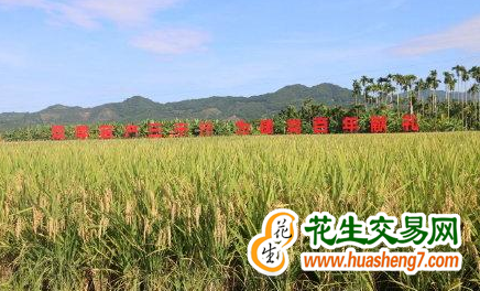 天津：優(yōu)質(zhì)小站稻畝產(chǎn)1200斤 ()