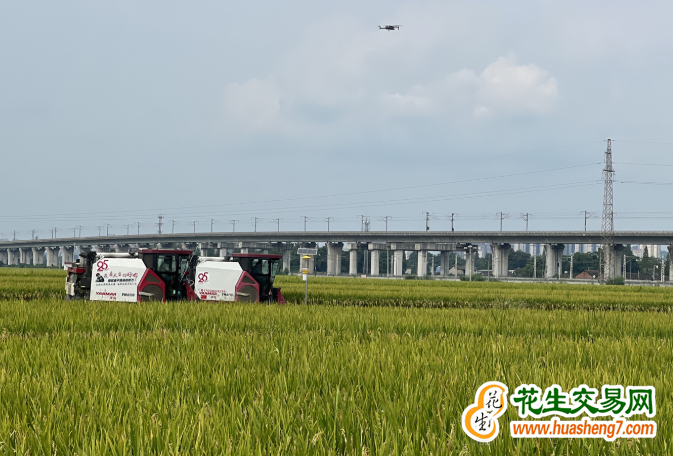 四川：糧食總產量718.8億斤再創歷史新高 ()