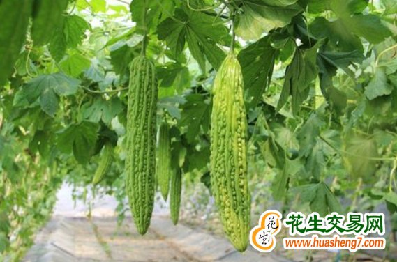 山東壽光：寒冬季節“菜鄉”忙 ()