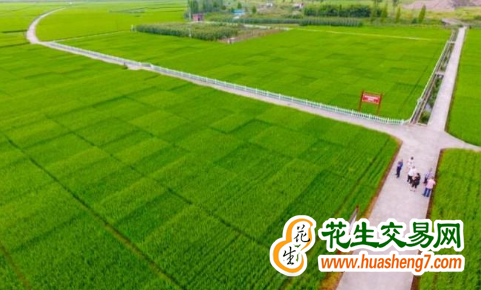 重慶：今年200萬畝高標準農田建設任務進入攻堅階段 ()