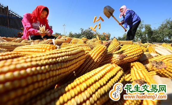 甘肅：2023年糧食生產再獲豐收 ()