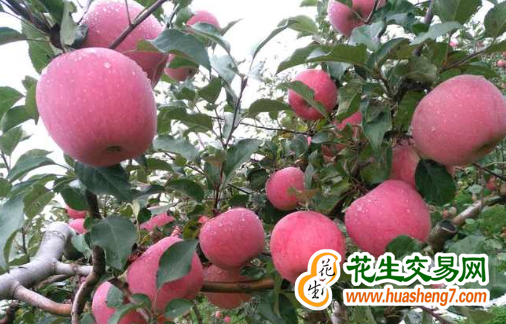 甘肅慶陽：“慶陽蘋果”品牌榮登農業產業品牌百強榜 ()