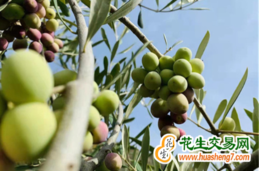 甘肅：完成核桃花椒油橄欖產業三年倍增任務 ()