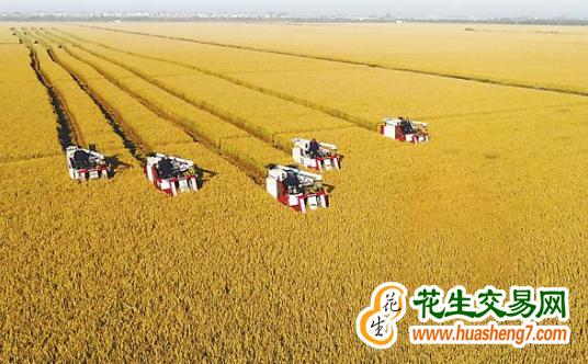 安徽：糧食產量、播種面積再創歷史新高 ()