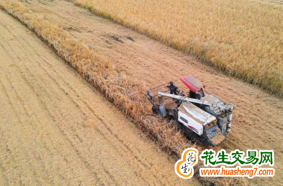 江蘇徐州：糧食生產實現“二十連豐” ()