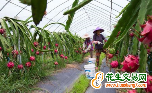 河北滄縣：農旅融合火龍果“紅” ()