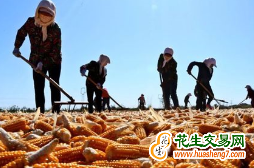 青海西寧：糧食產量再創新高 ()