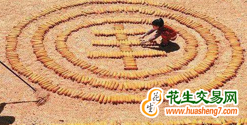 新疆生產建設兵團2023年糧食總產創歷史新高 ()